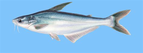 peixe pangasius - peixe filhote